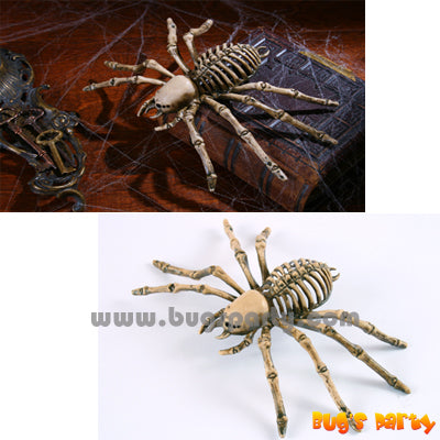 Spider Skeleton