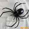 Spider Black Widow