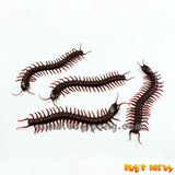 12 Centipedes Halloween trick or treat