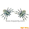 Creepy Spiders White