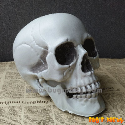 Realistic Plastic Skull, scary Halloween decoration