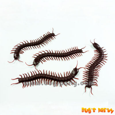12 Centipedes Halloween trick or treat