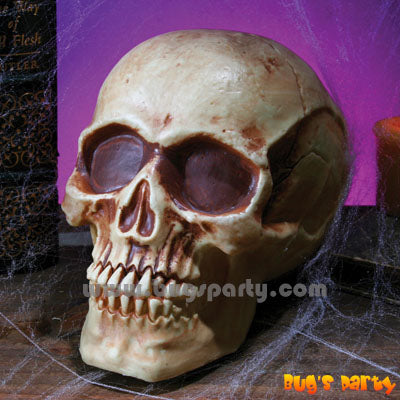 Realistic Plastic Skull for Halloween decoration
