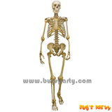 realistic plastic Skeleton frame, Halloween props